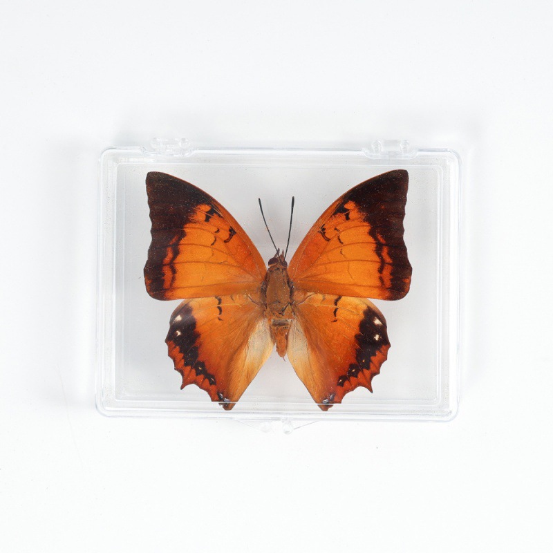 Real Butterfly Specimen Ornament Real Butterfly Insect Specimen Wings Student Creative Birthday Gift Transparent Box
