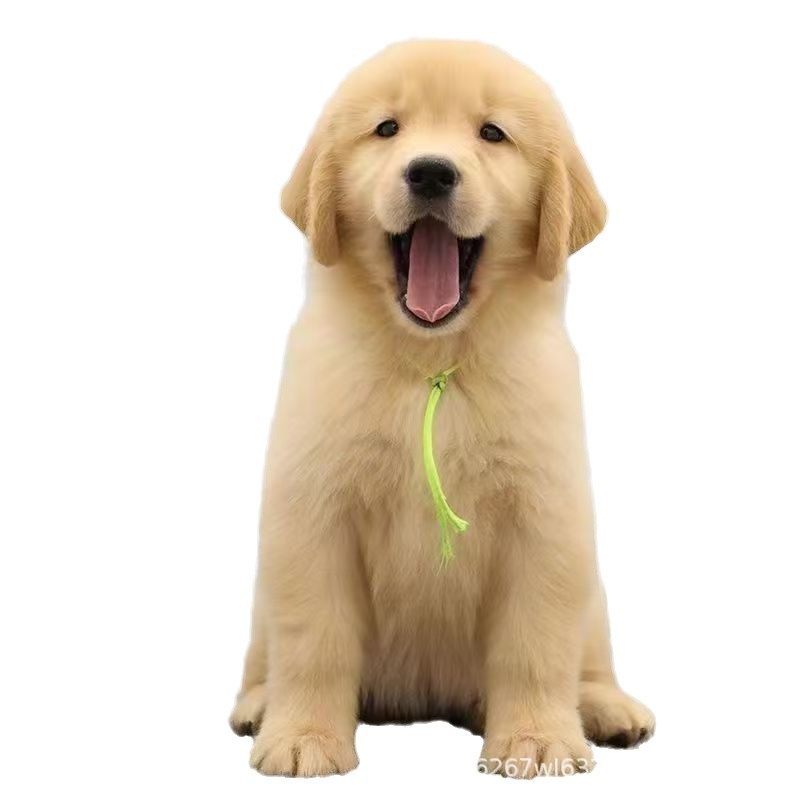 Wholesale Dual Blood Golden Retriever Puppies Puppies Live Dogs Guide Dogs Patrol Dogs Working Dogs Companion Dogs Pet Dogs