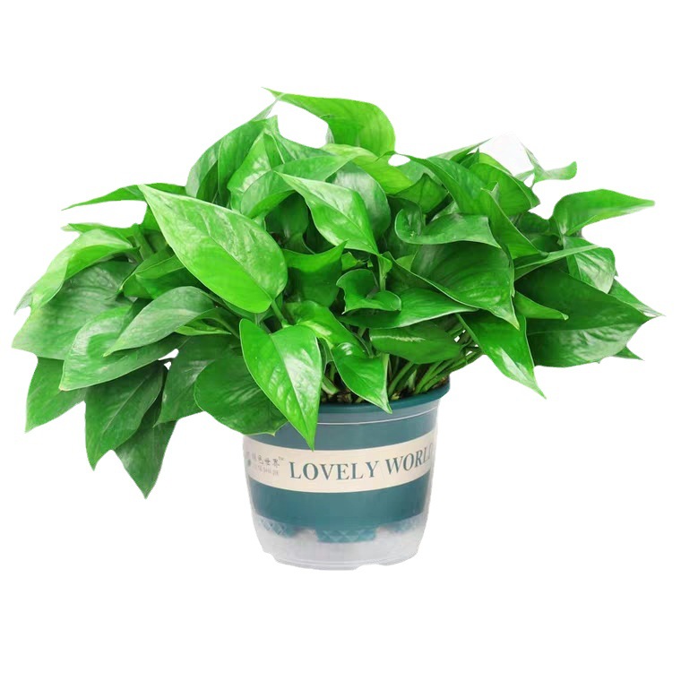 180 Potted Florals and Green Plants Wholesale Chlorophytum Long Vine Green Basket Small Potted Indoor Desktop Hydroponic Plants