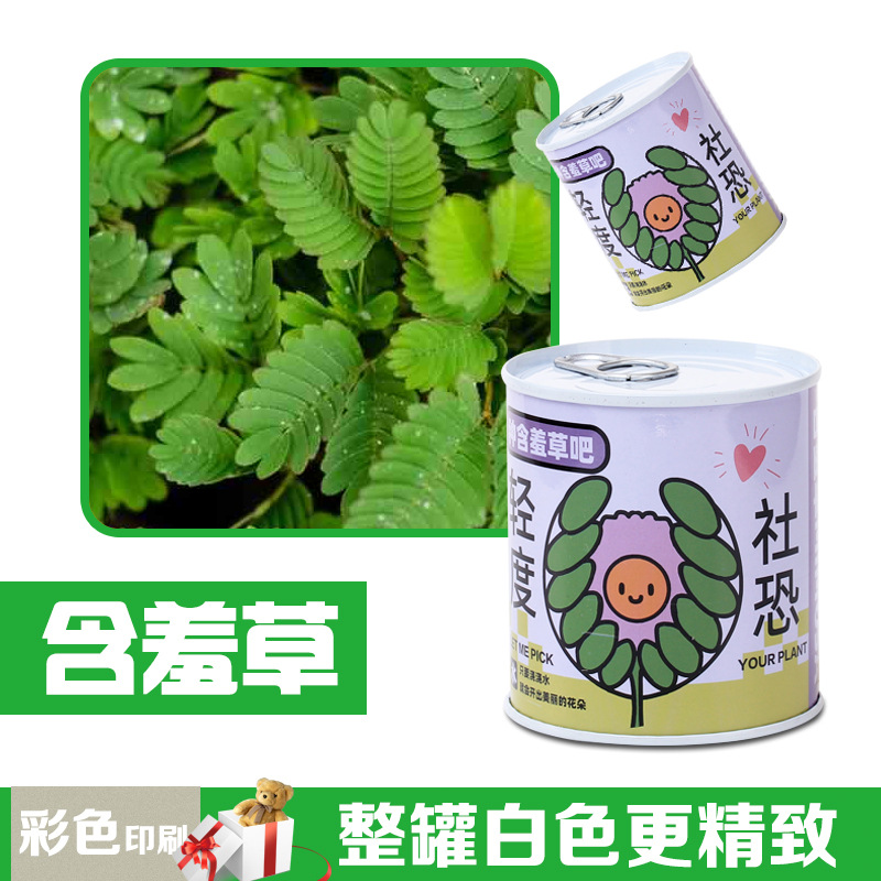 Children's Gift Can Plant Blind Box Desktop Small Potted Primary School Students Florals and Green Plants Easy to Feed Seeds Potted Plants