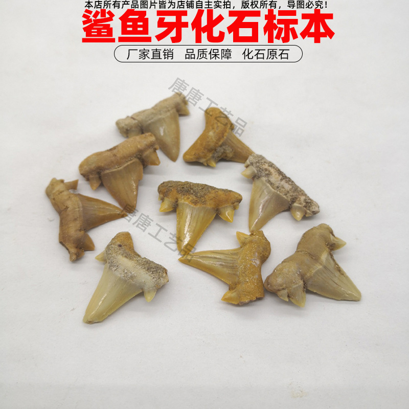 Natural Shark Tooth Fossil Children's Day Marine Animal Tooth Specimen Classical Decorations Long Teeth Pendant