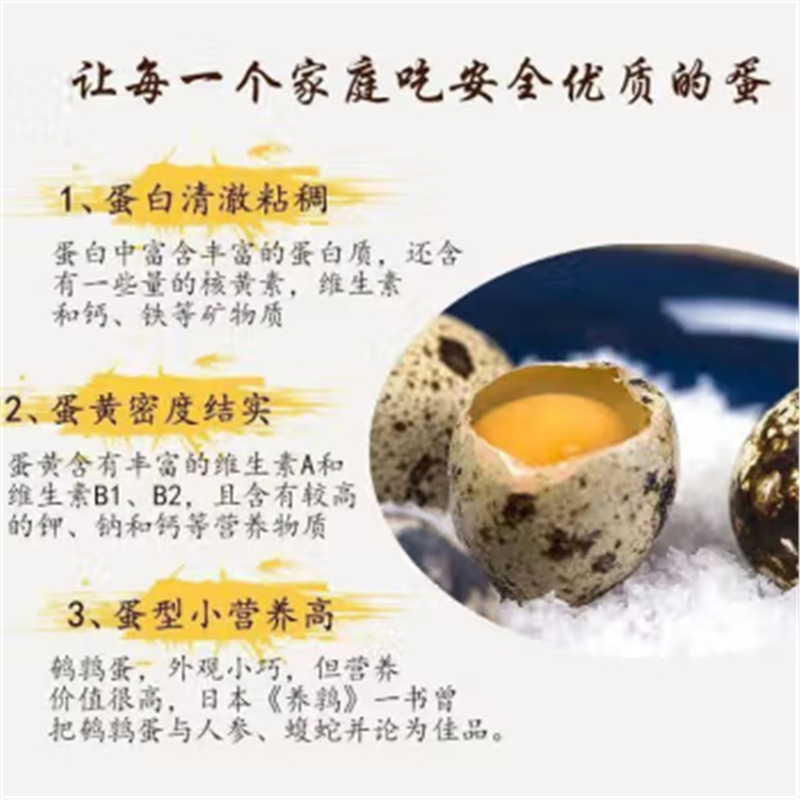 Fresh Quail Eggs and Grains Are Fed Now and Picked Up. 100 Nutritious and Delicate Poultry Eggs