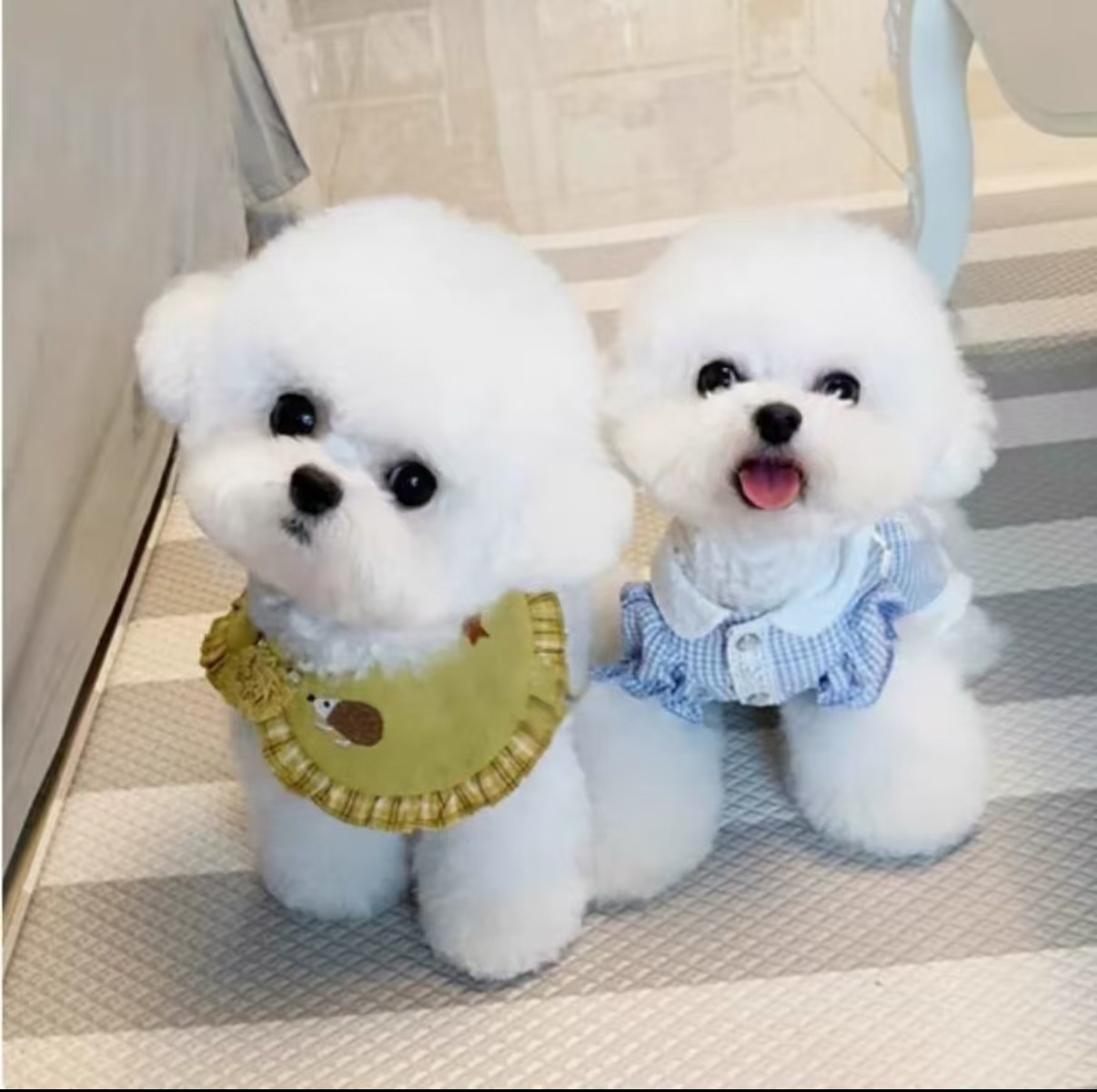 Directly from the Kennel, Live Teacup Dogs, Purebred Teddy Dogs, Home-Bred Dogs, Poodle Puppies, Small Dogs