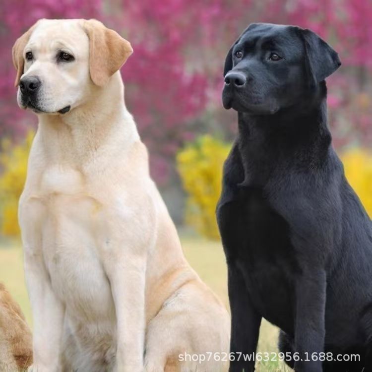 Wholesale Purebred Labrador Puppies Live Dog Puppy Labrador Guide Dog Touring Dog Pet Dog Dog