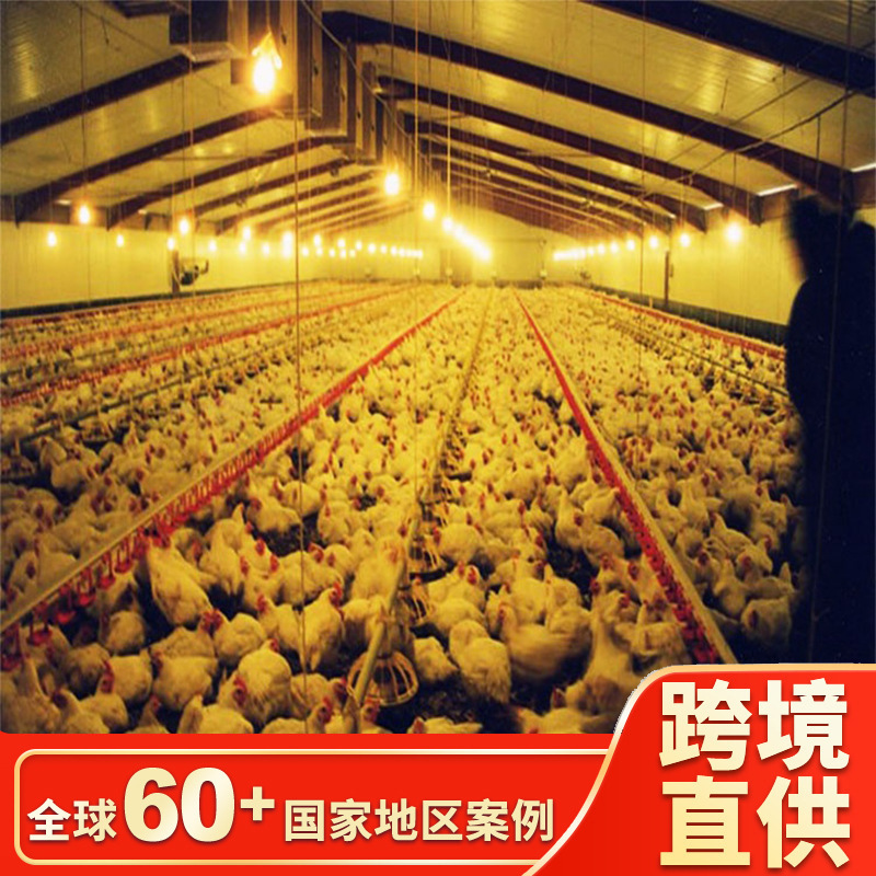 Steel Structure Chicken Coop Export Manufacturer Produces Quick Construction Low-Cost H-Shaped Steel Structure Chicken Coop