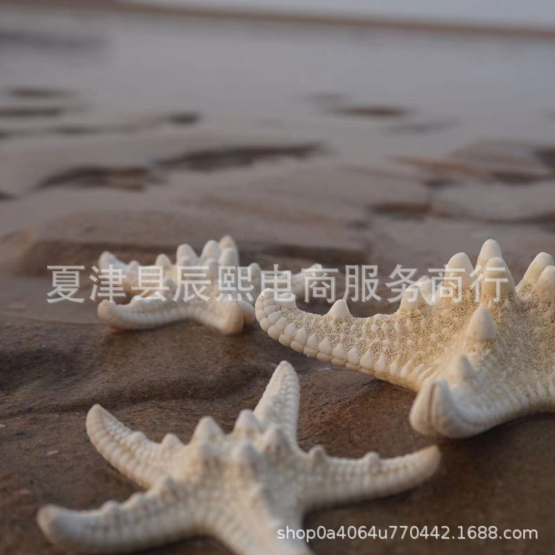Starfish Natural Shell Conch 3 to 10cm Bread Starfish Handmade Material Specimen Ornaments Photography Props Hanging Ornaments
