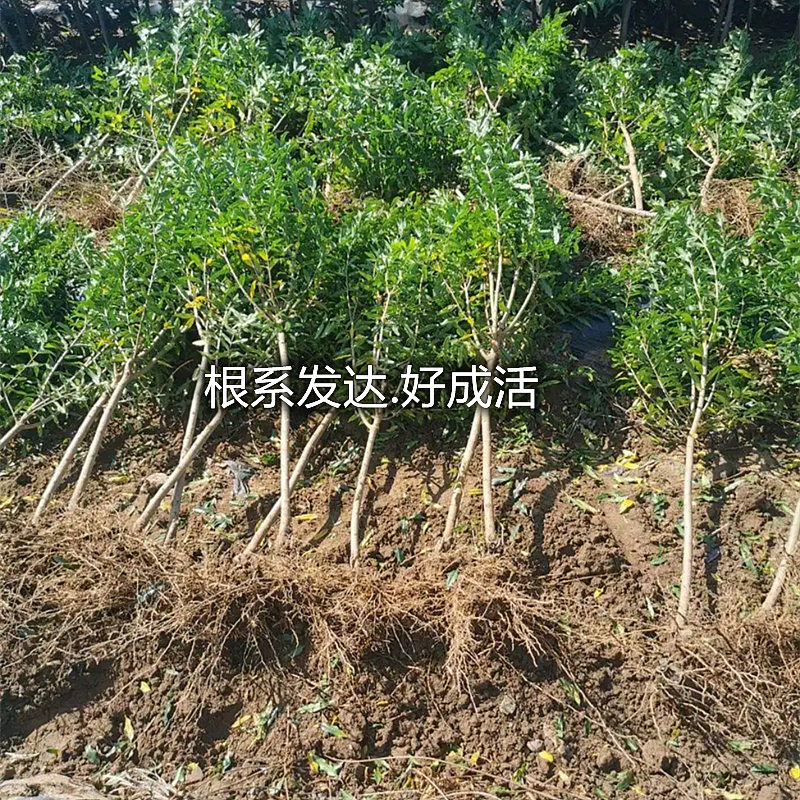 One-Piece Drop-Shipping Black Soft Seed Pomegranate Saplings, Extra-Large Grafted Sweet and Sour Pomegranate Fruit Saplings in the North and South, Courtyard Ground Planting and Potted Plants