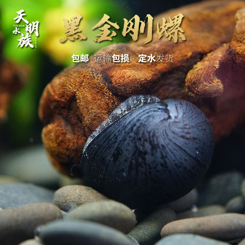 Imported Black Diamond Snail Ornamental Algae Removal Snail Aquarium Freshwater Tool Snail Large and Small Killer Abalone Snail Live Orange Rabbit