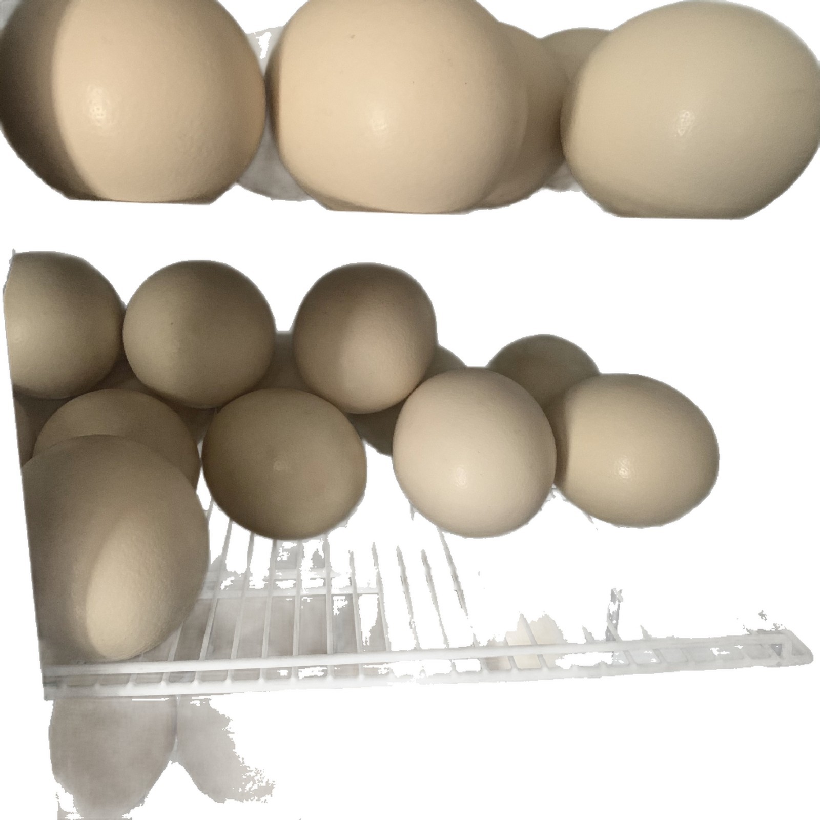Supply of Fresh Edible Ostrich Eggs, Gift Box Ostrich Eggs and Ostrich Meat, Holiday Gifts, Employee Benefits Ostrich Eggs