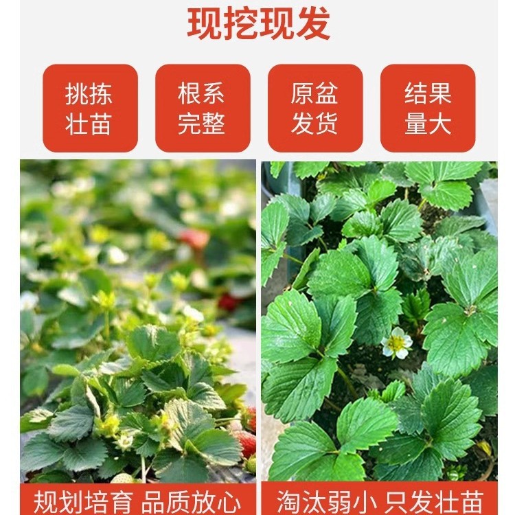 Strawberry Seedlings Potted with Soil Dandong Cream Sweet Treasure Zhangji Jiu Xiang Strawberry Seedlings All Year Round Southern and Northern Seeds