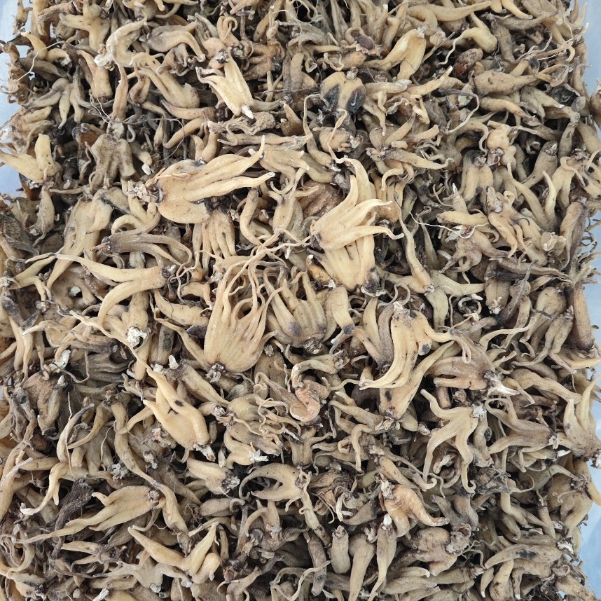 Xizang Linzhi Palm Ginseng, Sun-Dried Buddha's Hand Ginseng, Various Cold-Backed Ginseng