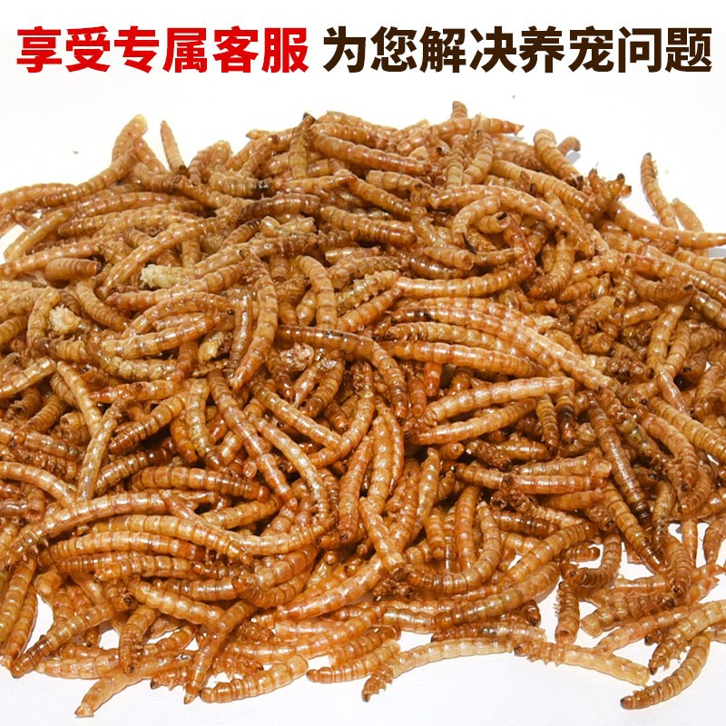 Bread worm dried small hamster food golden bear snack nutrition feed turtle staple food Yellow mealworm dried pet food