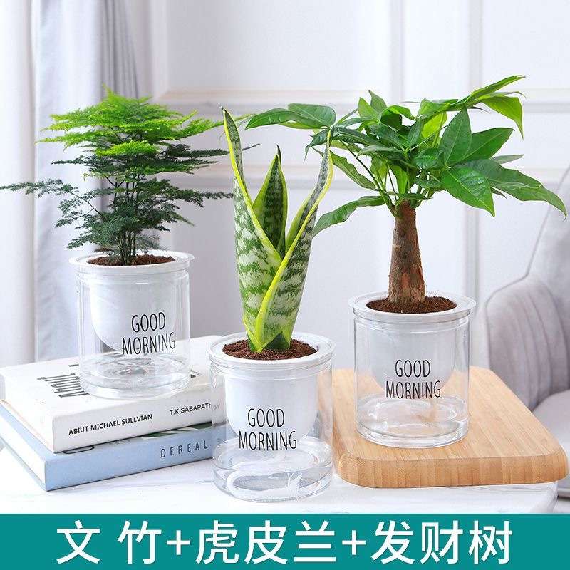 Green dill rich tree asparagus fleshy flower potted plant indoor mint rich bamboo hydroponic small green plant to feed well