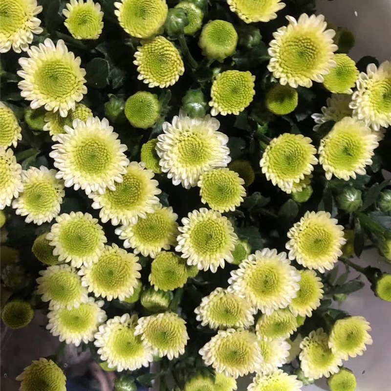 Small Daisy Flowers Small Daisy Flowers Wholesale Yunnan Kunming Base Flowers Direct Batch Wedding Arrangement Stall Flowers