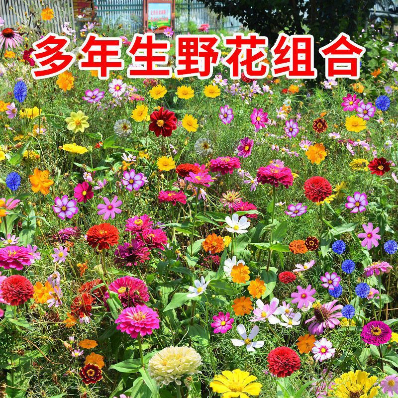 Cosmos Flower Seeds, Gesang Flower Seeds, Spring and Summer Blooming Easy-To-Live Flower Seeds, Courtyard Four-Season Wildflower Combination Seeds
