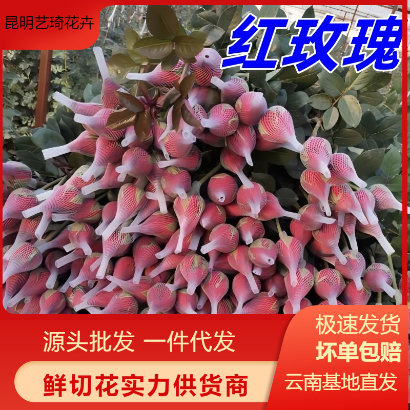 Красные розы из Юннани, оптовая продажа свежесрезанных цветов на свадьбы и праздники