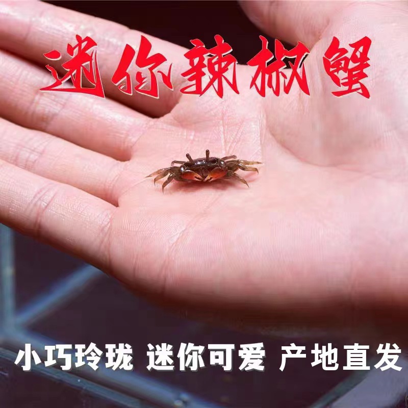 Мини-перцовый краб, оптовая продажа, свежеводный краб