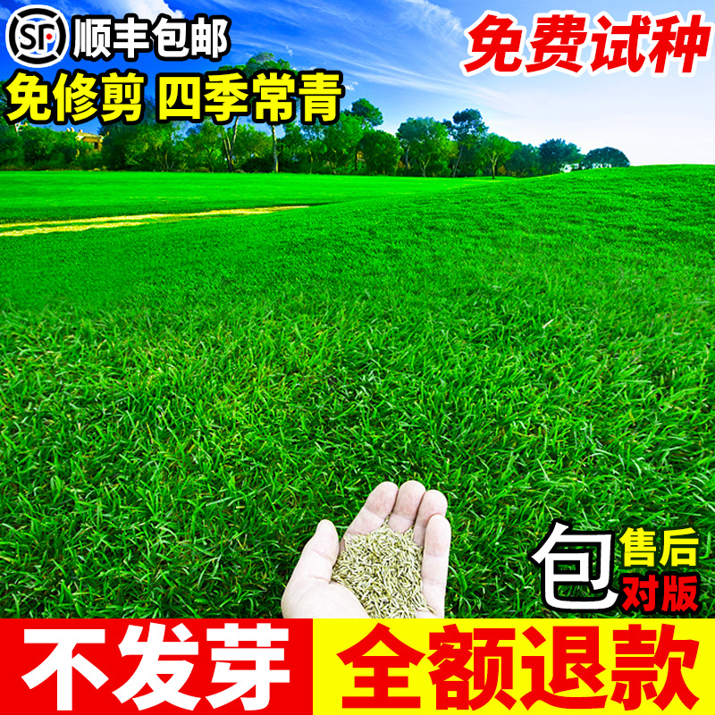 Семена газона вечнозелёные, холодостойкие и засухоустойчивые, защита склона, манильская собачья зубка, семена для газона карликового травяного покрова