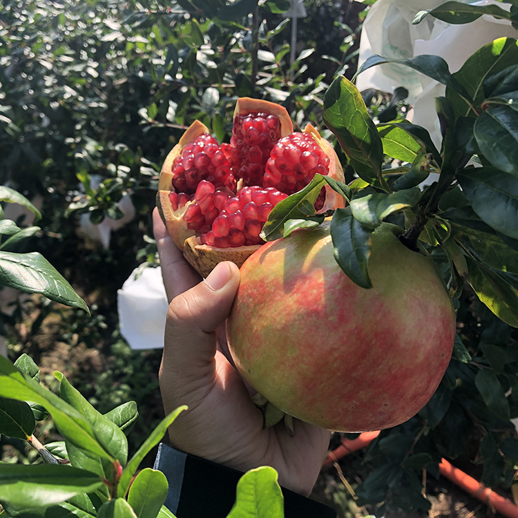 Origin and Supply Sichuan Huili Tunisian Soft Seed Pomegranate 2.5kg Gift Box Fresh Sweet Pomegranate Fruit Wholesale Agent