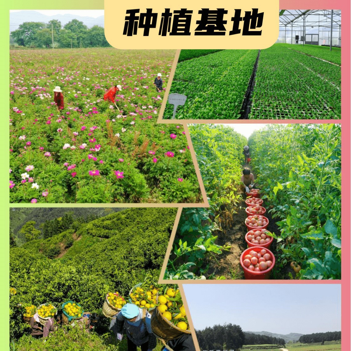 Manufacturer's Food Grade Gastric Protease Enzyme Preparation Food Reinforcement 1000Nf Various Specifications Hanyuan Spot