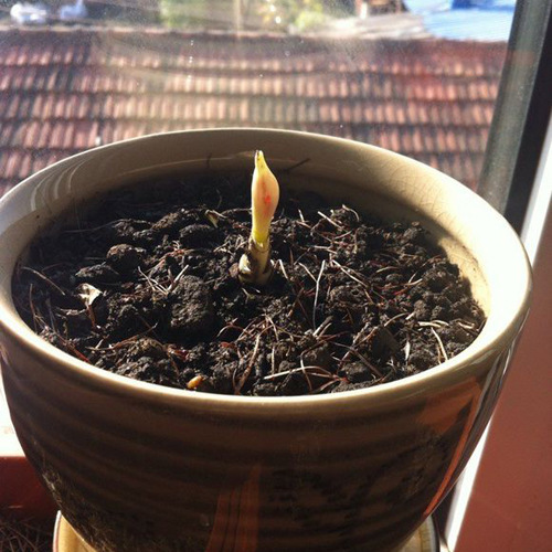 Base Wholesale Bianhua Seeds Manzhushahua Potted Bianhua Seed Bulbs Lycoris Flowers Indoor Four-Season Florals