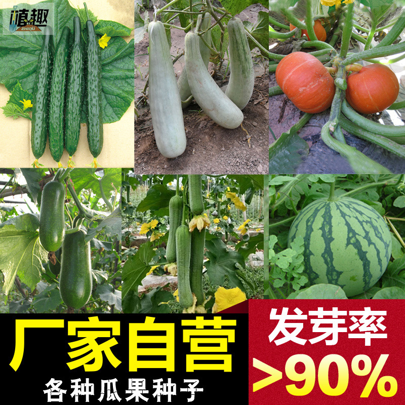 Source Manufacturer Wholesale Vegetable Seeds for Spring, Summer and Autum, Melons and Fruits, Seeds, Rapeseed and Vegetable Seeds