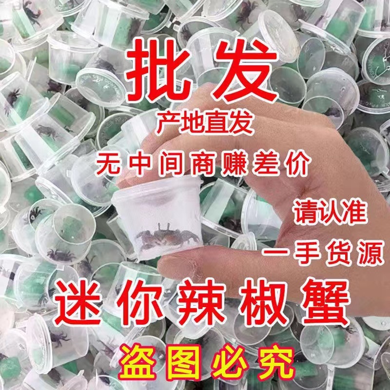 Chili crab small crab small fish snail stall goods hand crab turtle keep crab ornamental fish general crab live pet