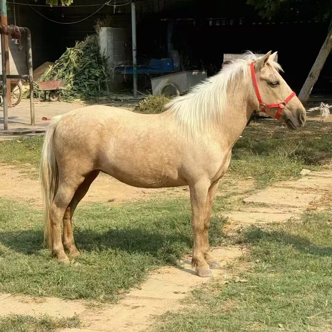 How Much Does It Cost to Ride a Debao Dwarf Horse? Scenic Dwarf Horse for Entertaining Guests. Children's Riding Horse Supply