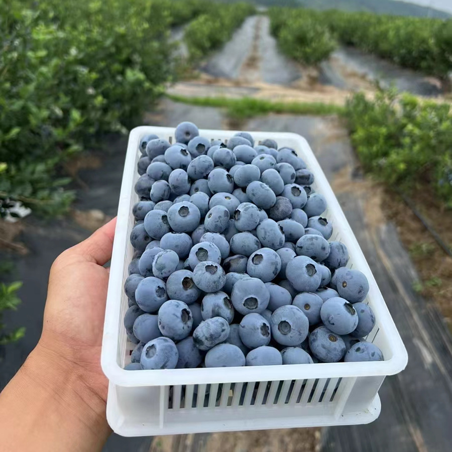 Dropshipping Blueberry Seedlings for Planting in the South and North, Suitable for Home Potted or Ground Planting, Large Seedlings for Balcony