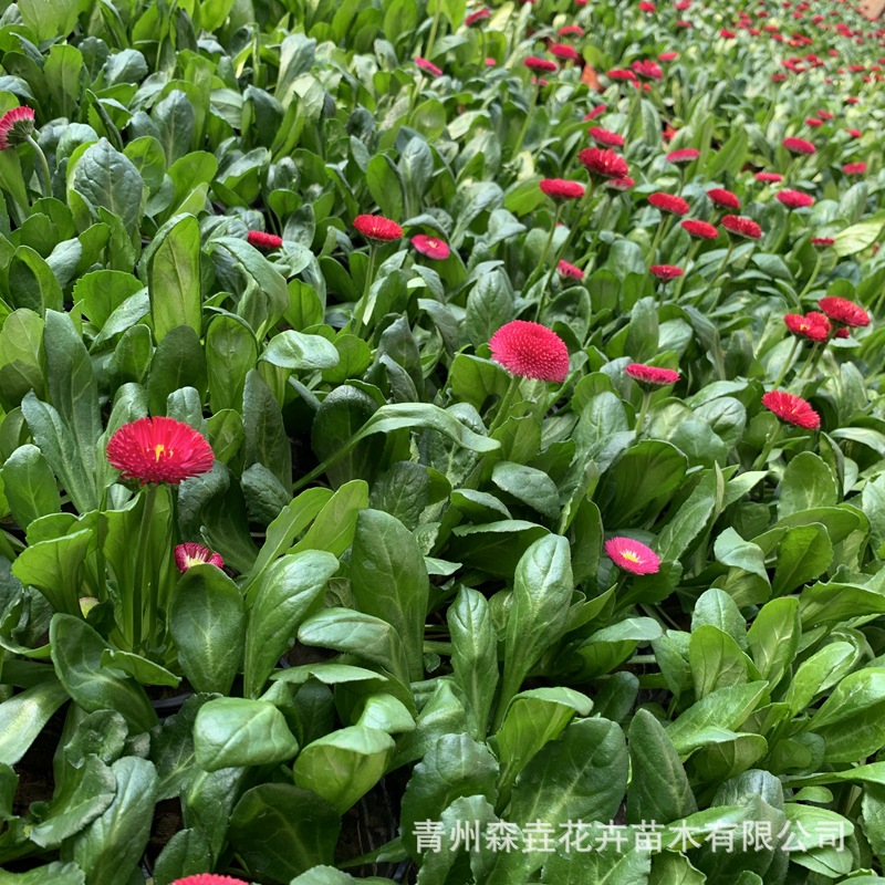 Daisy Seedlings Potted Ornamental Flower Potted Seedlings Indoor and Outdoor Easy-To-Grow Flower Plants Daisy Seedlings Park Flower Bed