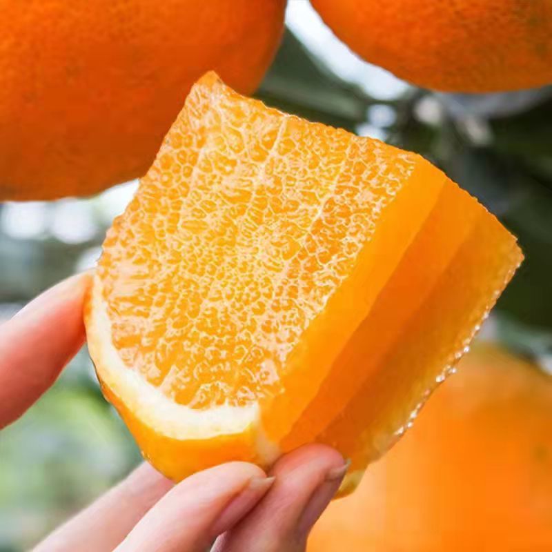 Сладкие мандарины Нюхал из Чунцина, 5кг свежесобранных фруктов, подарочная коробка, 10кг оптовая продажа с фабрики