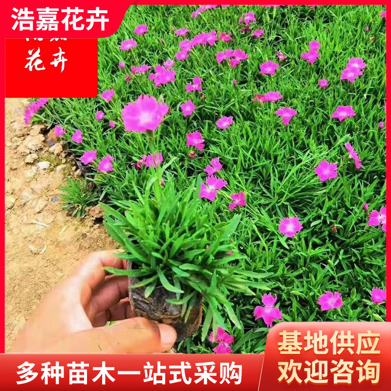 Dianthus Cup Seedling Flower Base, Green Potted Plants Blooming in All Seasons, Dianthus Plug Seedlings, Dianthus Ornamental Flower Sea
