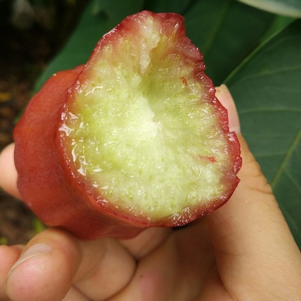 [Sf Optional] Hainan Specialty Black Pearl Black Diamond Lotus Mist Fruit Fresh Fruit with Box 1.5-2.5kg Free Shipping