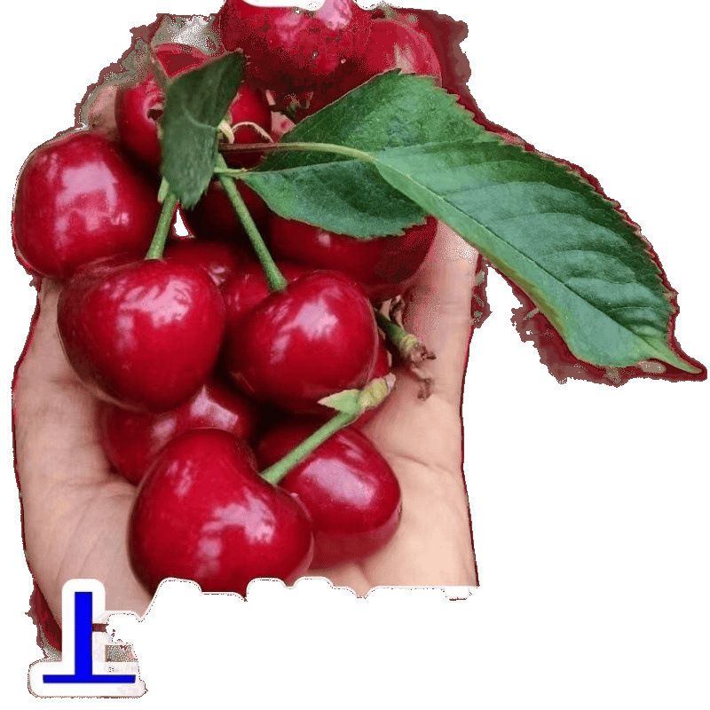 Shandong Yantai Open-Air Cherry Large Cherry Origin Direct Delivery Large Fruit Whole Box Fresh Free Shipping Sweet and Sour for Pregnant Women