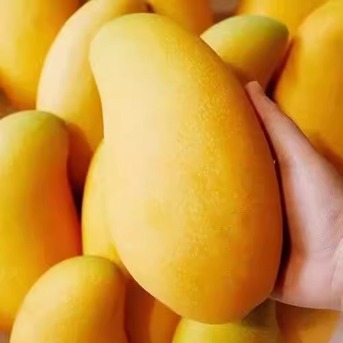Hainan Jinhuang Mang 5kg Mango Grade a Large Fruit Fresh Fruit Freshly Picked Green Sweetheart Yellow Skin Narcissus Mango Whole Box Bag