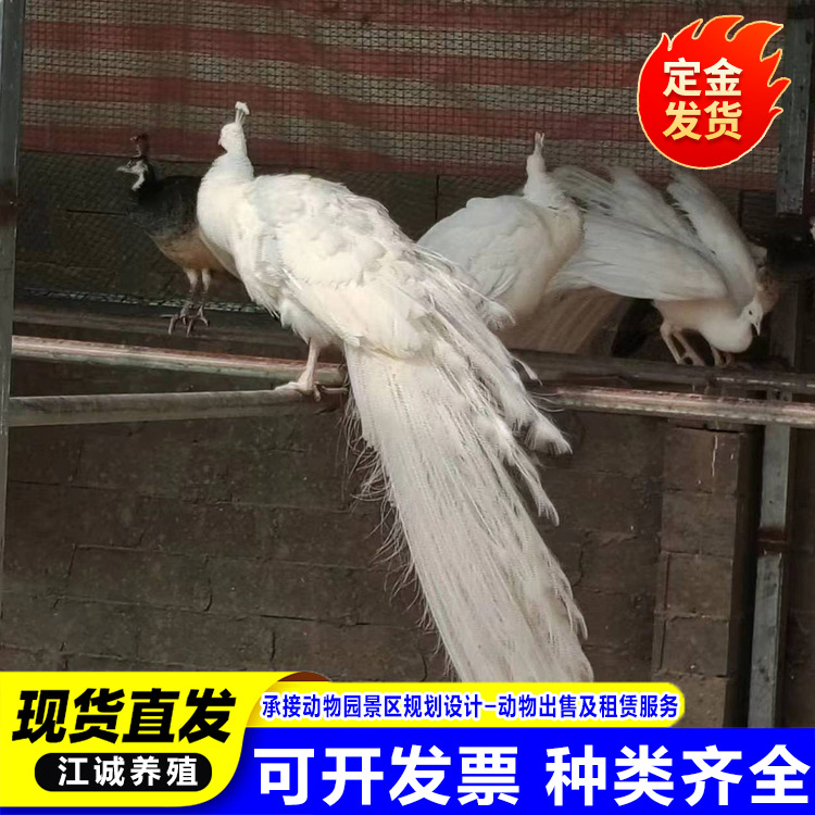 Blue and White Peacock Live Rental Scenic Park Pet Bird Display Live Bird Ornamental Bird Package Live Delivery Rental