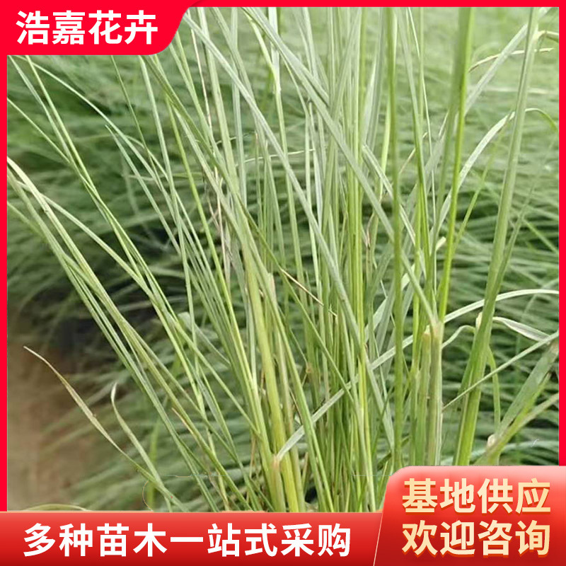 Fendai Grass Potted Perennial Park Greening Grass Flower Sea Greening Hairy Grass Seedlings