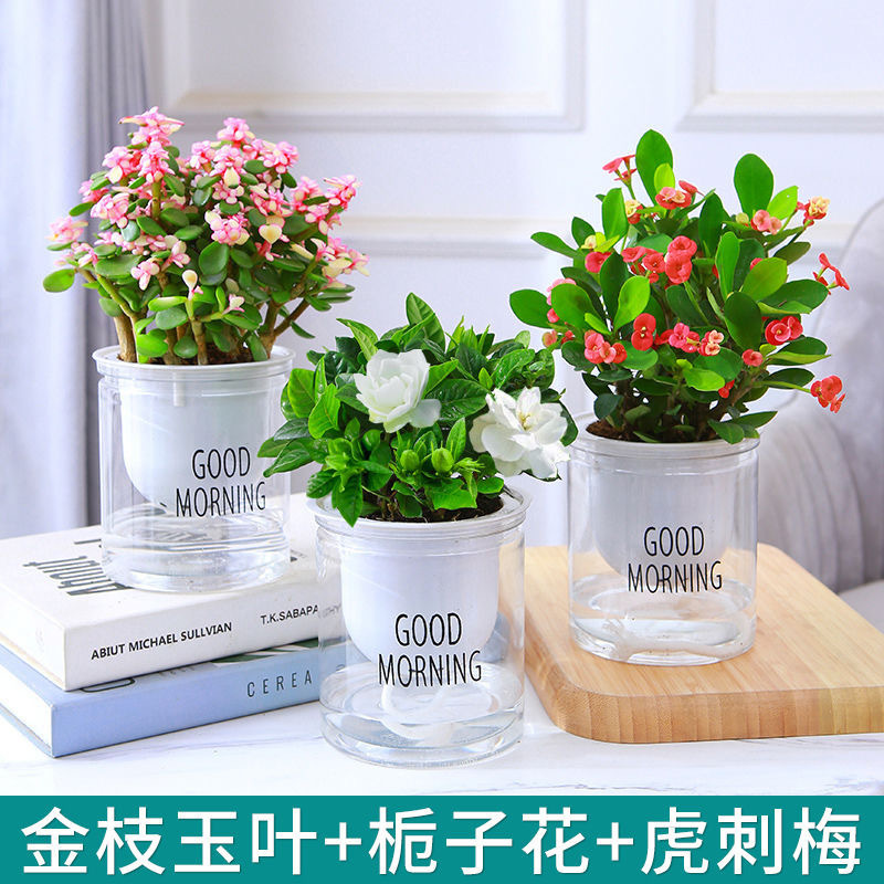 Green dill rich tree asparagus fleshy flower potted plant indoor mint rich bamboo hydroponic small green plant to feed well