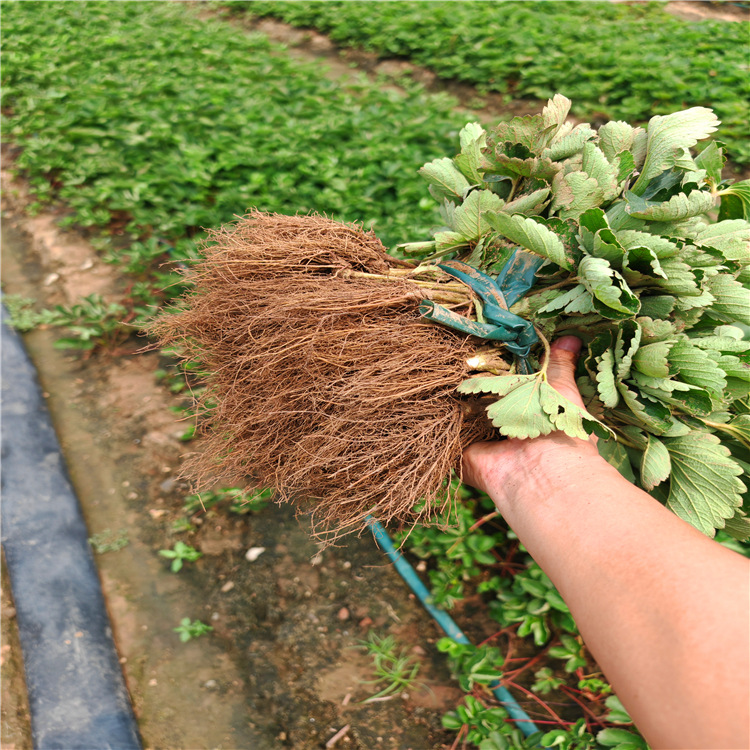 Miaoxiang No. 7 Strawberry Seedlings, Hard-Fruited Disease-Resistant and High-Yielding Strawberries, Miaoxiang Southern Varieties, Miaoxiang Strawberry Seedlings