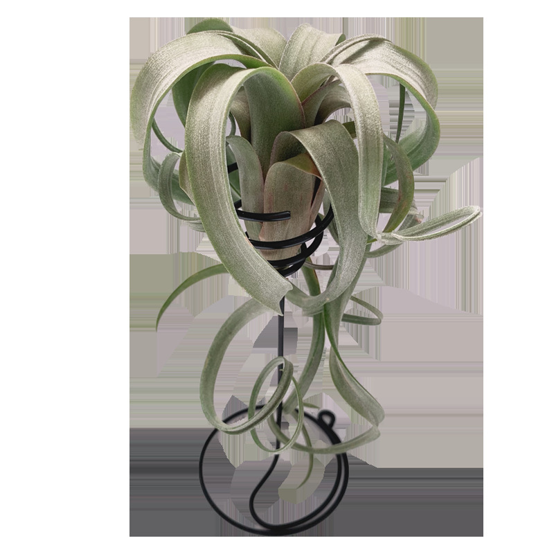 Base Straight Hair Air Pineapple Soilless Plant Flower Roll (Flower Hybrid Electric Perm Roll) Classic and Easy to Maintain