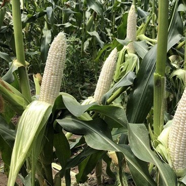 White Waxy Corn Seeds, White Waxy Corn Seeds, Fruit Corn Seeds, Fragrant, Soft and Waxy Winter High-Yielding Corn