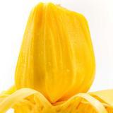 Hainan Fresh Fruit Jackfruit Hainan Seasonal Fruit Freshly Picked Jackfruit Large Fruit Extra Large Jackfruit Wholesale