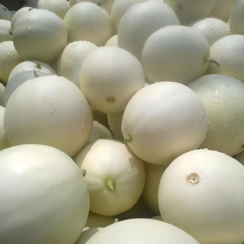 Yunnan Tulip Melon and Cantaloupe Newly Launched Seasonal Fresh Fruit Melon Small Cantaloupe Open-Air First Crop