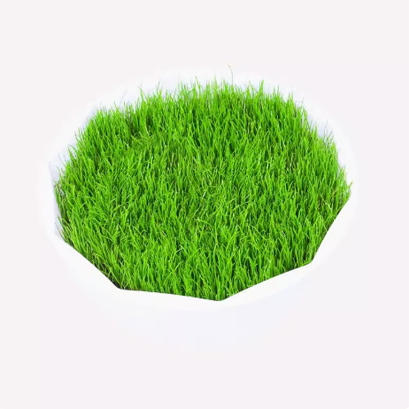 Lawn Grass Seeds Are Evergreen, Cold-Resistant and Drought-Resistant Slope Protection, Manila Dog Tooth Root Greening Dwarf Turf Grass Seeds