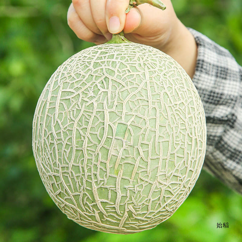 Hainan Meilong Honeydew Melon 4.5kg Cantaloupe Fresh Fruit Seasonal Exquisite Ice Cream Milky Plum Sweet