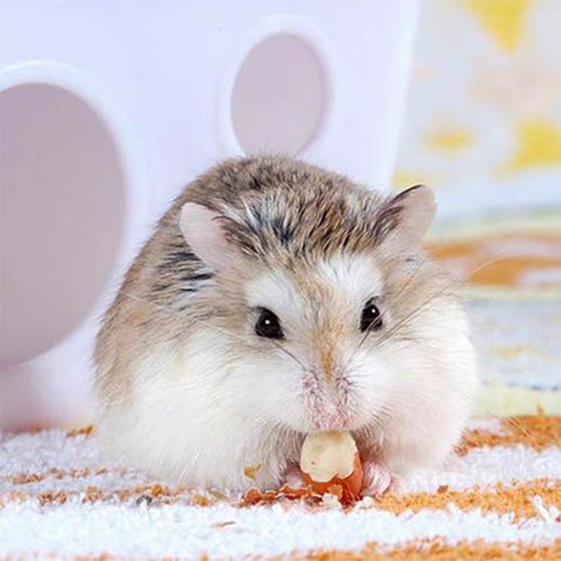 No live generation pet hamster live Zicang three-line pudding milk tea in-laws live golden bear wholesale breeding