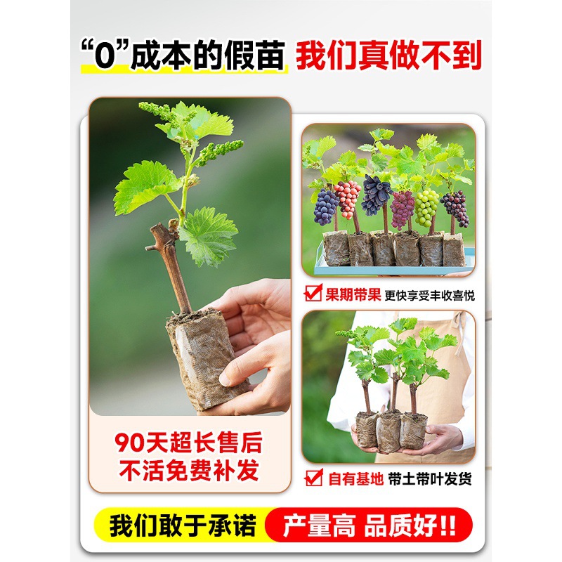 Kyoho Grape Seedlings Sunshine Rose Summer Black Grape Seedlings with Leaves for Planting in the South and North Potted Courtyard Climbing Vines