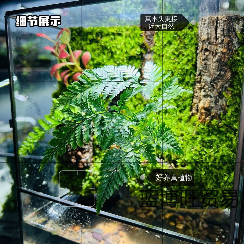 Internet Celebrity Desktop Fish Farming Flowing Water Circulation Micro Landscape Ecological Tank Office