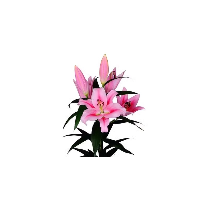 Double-Flowered Perfume Lily Bulbs Bloom in All Seasons with Buds and Strong Fragrance, Extra-Large Bulbs, Matching Huangtianba Lily Bulbs