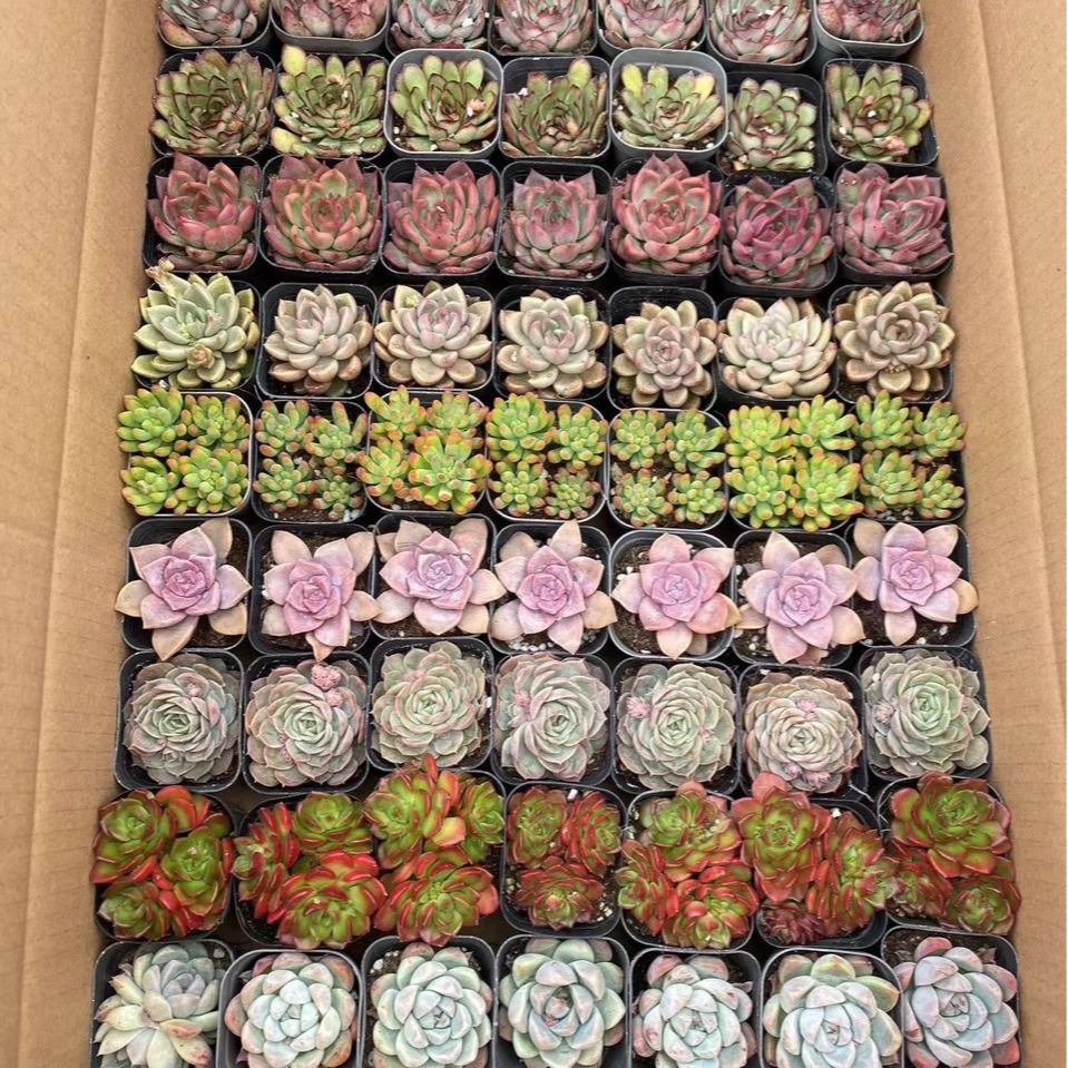 Succulent Lcl Stall Succulent with Potted Plants 70 Pots of Flower Potted Plants Wholesale Free Shipping Good Maintenance Gifts 6cm